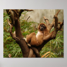 Monkey in a Tree Canvas Print