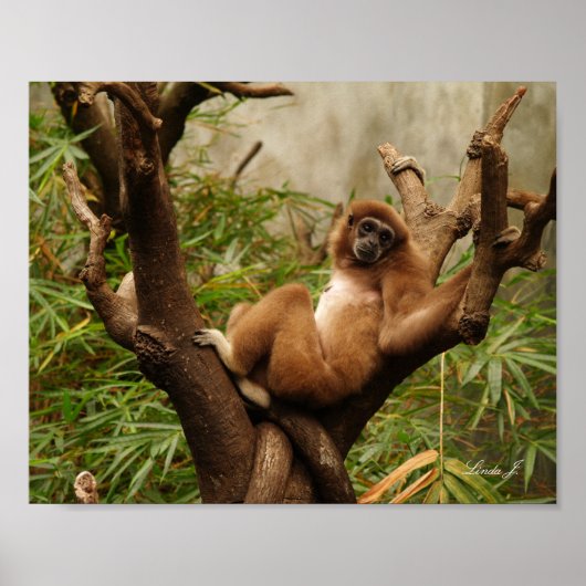 Monkey in a Tree Canvas Print ポスター (正面)