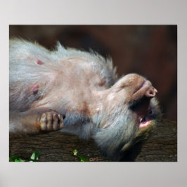 Monkey just chill ポスター