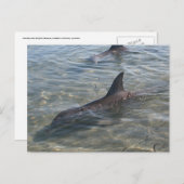 Monkey Mia, WAのイルカ ポストカード (正面/裏面)