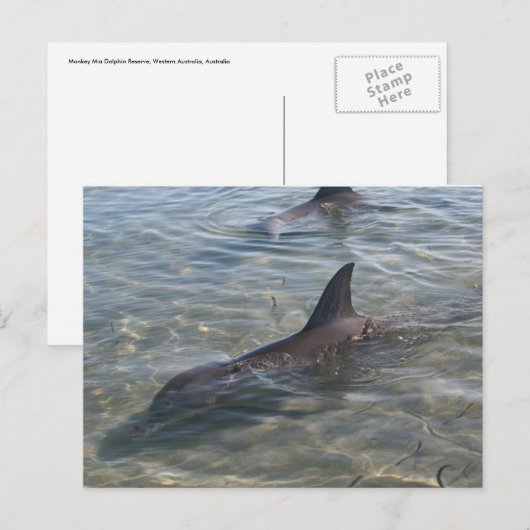 Monkey Mia, WAのイルカ ポストカード (正面/裏面)