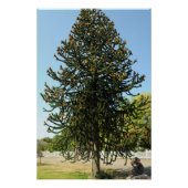 Monkey Puzzle. ポスター (正面)