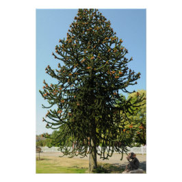 Monkey Puzzle. ポスター