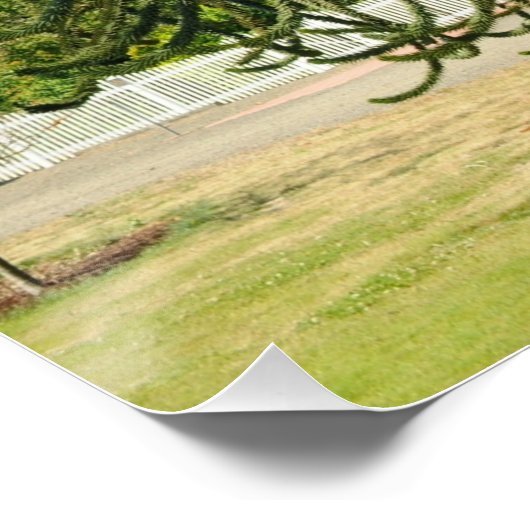 Monkey Puzzle. ポスター (コーナー)