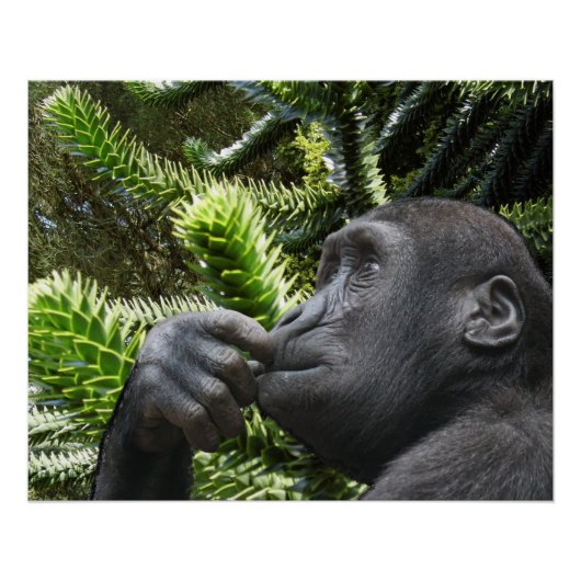 Monkey Puzzle. ポスター (正面)