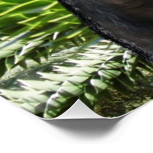 Monkey Puzzle. ポスター (コーナー)