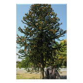 Monkey Puzzle. ポスター (正面)