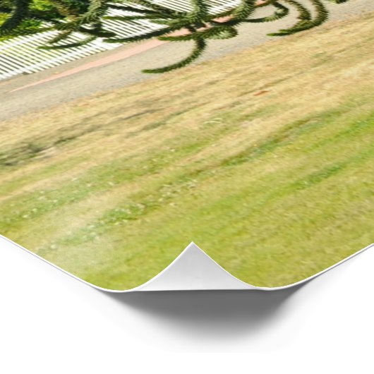 Monkey Puzzle. ポスター (コーナー)