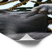 Monkey Puzzle. ポスター (コーナー)