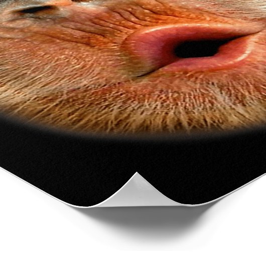 Monkey Stomach Funny Meme Cool Viral Video  ポスター (角)