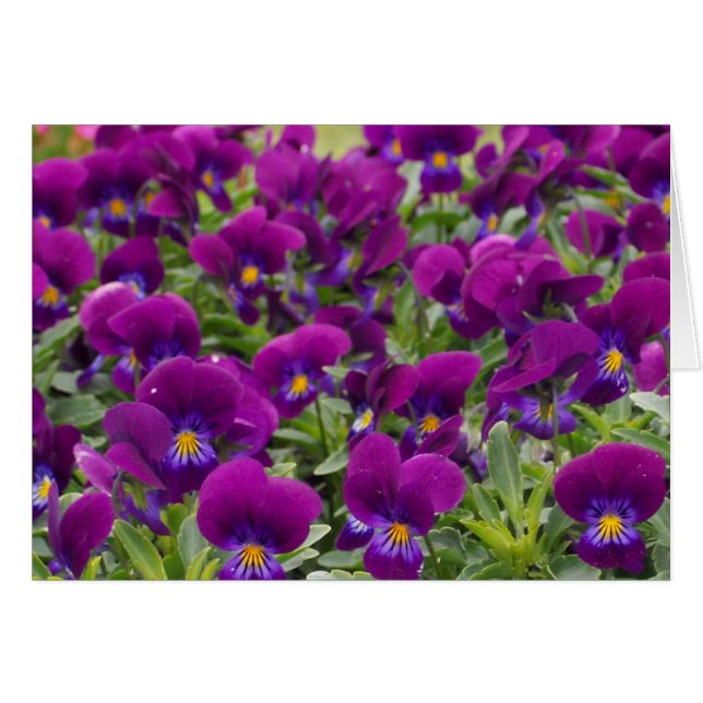 monkeyfaces (正面横)