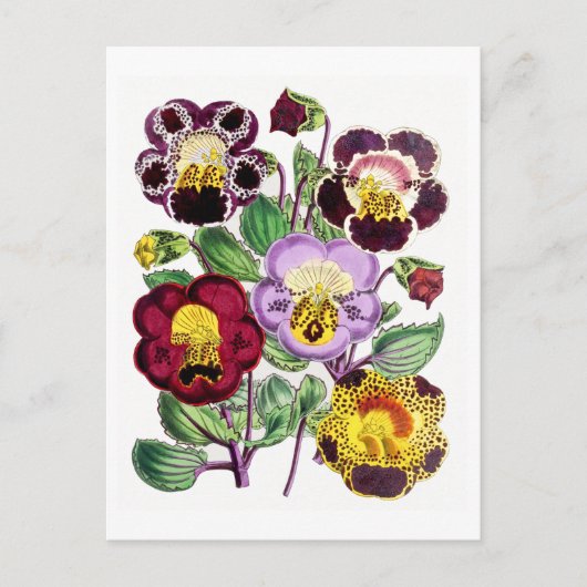 Monkeyflowers Vintage Botanical Postcard ポストカード (正面)