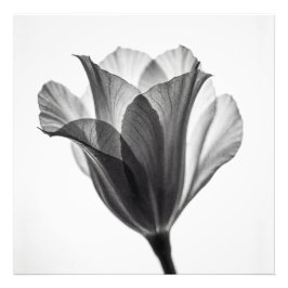 Monochrome botanical fine art photograph フォトプリント           