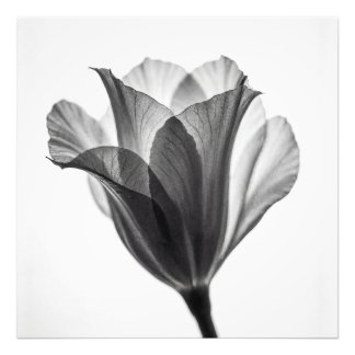 Monochrome botanical fine art photograph フォトプリント           