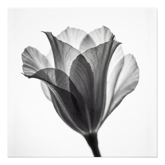 Monochrome botanical fine art photograph フォトプリント            (正面)