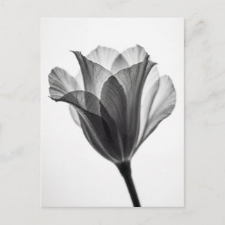 Monochrome botanical fine art photograph ポストカード