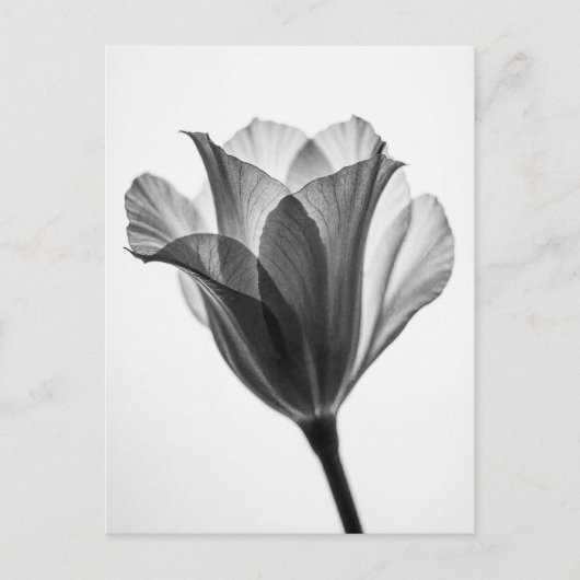 Monochrome botanical fine art photograph ポストカード (正面)