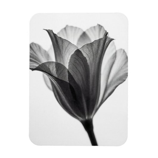 Monochrome botanical fine art photograph マグネット (縦)