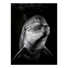  Monochrome Dolphin Portrait - Underwater Marine A ポスター