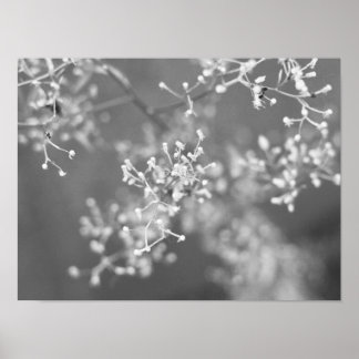 Monochrome Meadow ポスター