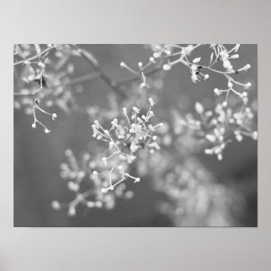 Monochrome Meadow ポスター (正面)