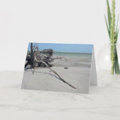 Monomoy National Wildlife Refuge in Cape Cod カード (正面)