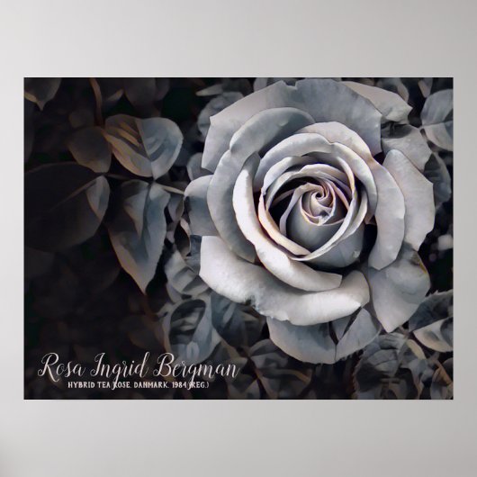 Monotone Rose [Value Poster Paper] ポスター (正面)