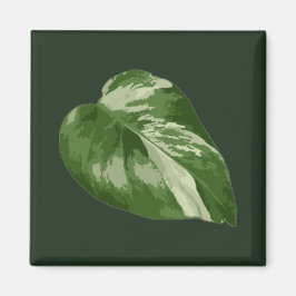 Monstera Albo Leaf Magnet — Rare Variegation  マグネット