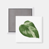 Monstera Albo Leaf Magnet — Rare Variegation  マグネット (正面/裏面)