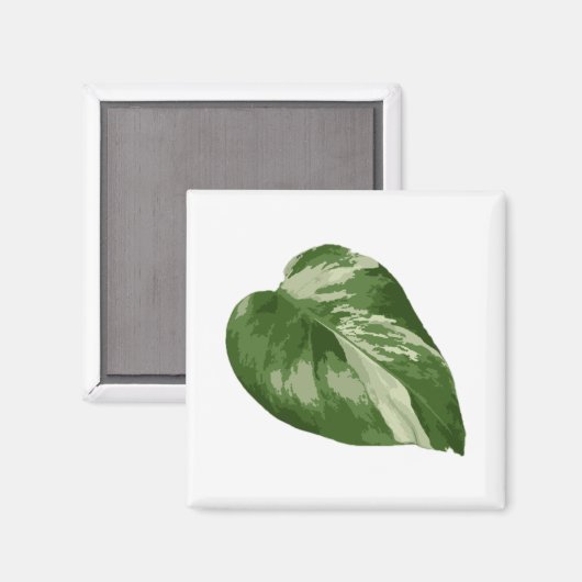 Monstera Albo Leaf Magnet — Rare Variegation  マグネット (正面/裏面)