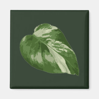 Monstera Albo Leaf — Rare Variegation  マグネット