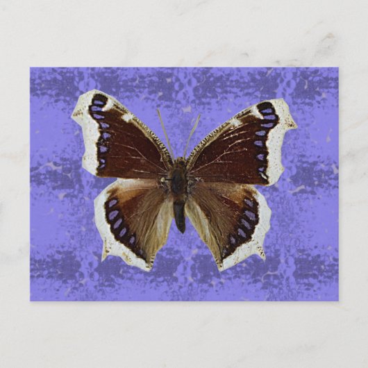 Montana Mourning Cloak Butterfly ポストカード (正面)