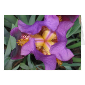 Montclairのアイリス