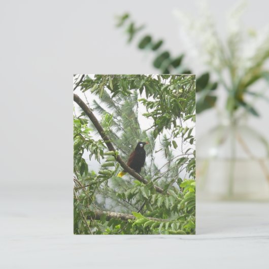 Montezuma Oropendola ポストカード (スタンド正面)