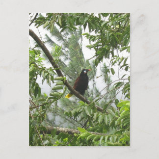 Montezuma Oropendola ポストカード