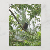 Montezuma Oropendola ポストカード (正面)