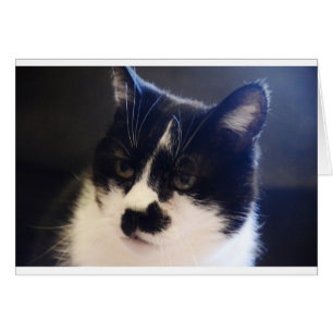 Monty猫