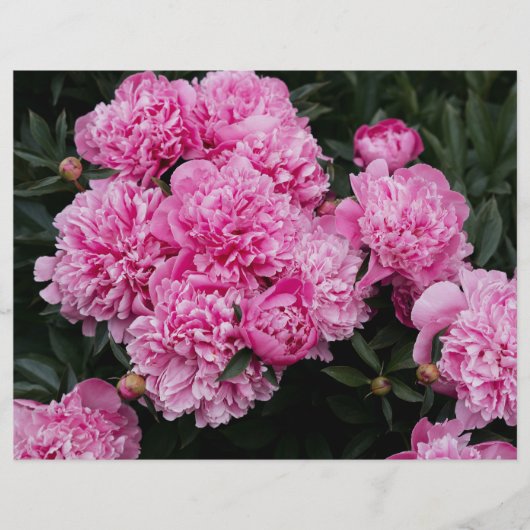 Moody and elegant pink peony  Scrapbook Paper (正面)