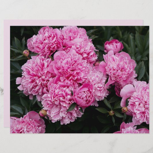 Moody and elegant pink peony  Scrapbook Paper (正面/裏面)