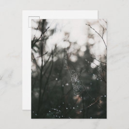 Moody Forest Dew Spider Web ポストカード