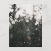 Moody Forest Dew Spider Web ポストカード (正面)