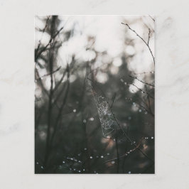 Moody Forest Dew Spider Web ポストカード