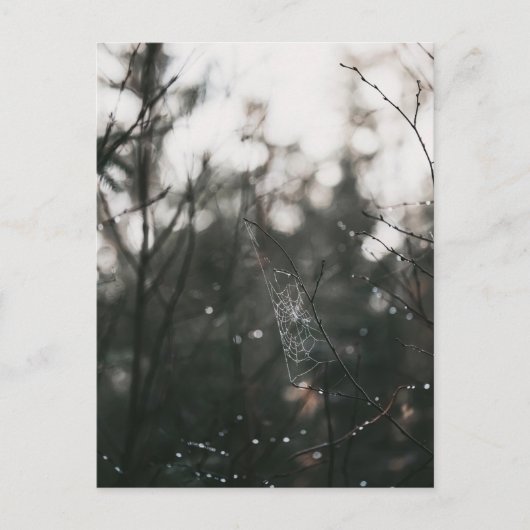 Moody Forest Dew Spider Web ポストカード (正面)