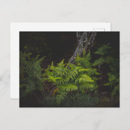 Moody nature with forest ferns ポストカード