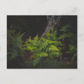 Moody nature with forest ferns ポストカード (正面)