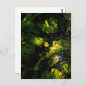 Moody Yellow Water Lily in sparkling light ポストカード (正面/裏面)