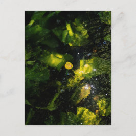 Moody Yellow Water Lily in sparkling light ポストカード