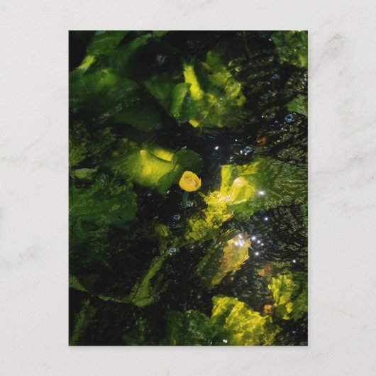 Moody Yellow Water Lily in sparkling light ポストカード (正面)