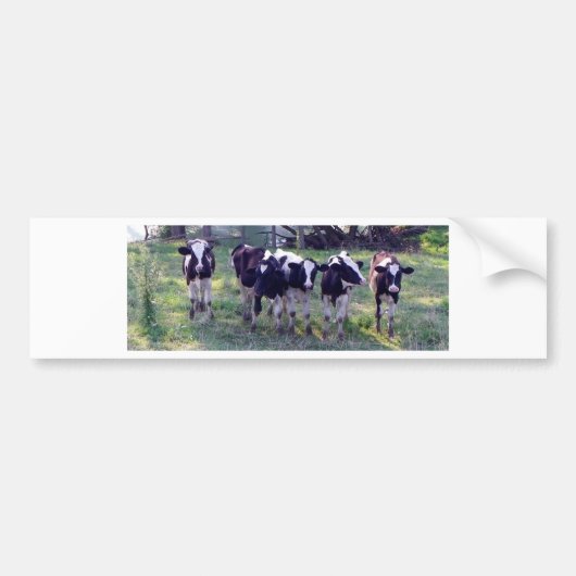 Moooooo バンパーステッカー (正面)