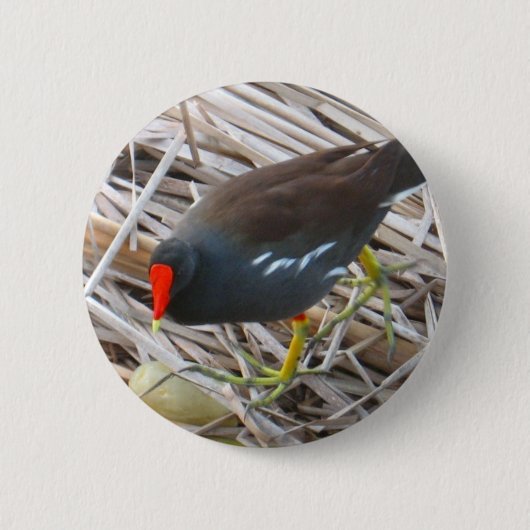 Moorhen 缶バッジ (正面)